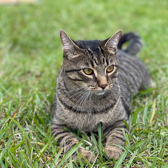 This is Nugget! - Picture 6 of 9